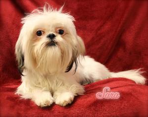 Shih Tzu Dogs for adoption in Hot Springs Village, AR, USA