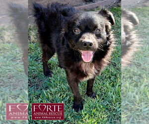 Chiranian Dogs for adoption in Marina del Rey, CA, USA