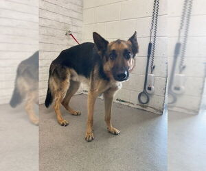German Shepherd Dog Dogs for adoption in San Bernardino, CA, USA