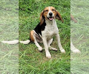 Beagle Dogs for adoption in Bonifay , FL, USA