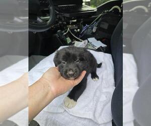 Labrador Retriever-Unknown Mix Dogs for adoption in Conroe, TX, USA