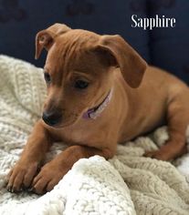 Doxle Dogs for adoption in Pawtucket, RI, USA