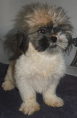 Medium Photo #1 Shih Tzu Puppy For Sale in Commerce, GA, USA