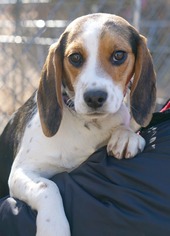 Beagle Dogs for adoption in Rocky Mount, VA, USA