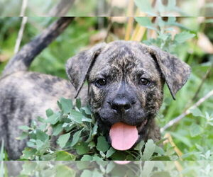Plott Hound-Unknown Mix Dogs for adoption in Wyoming, MI, USA