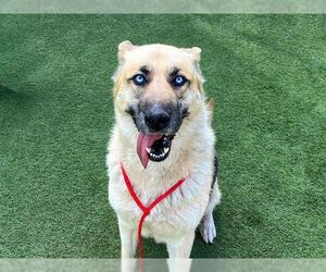 German Shepherd Dog Dogs for adoption in Orange, CA, USA