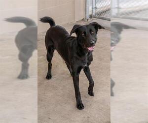 Labrador Retriever Dogs for adoption in Baytown, TX, USA