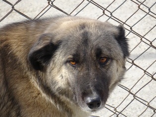 Borador Dogs for adoption in Peoria, IL, USA