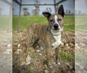 Catahoula Leopard Dog-Unknown Mix Dogs for adoption in Pleasanton, TX, USA