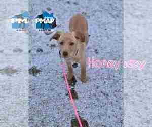 Labrador Retriever-Unknown Mix Dogs for adoption in Binghamton, NY, USA