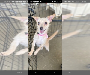 Chihuahua Dogs for adoption in Mt. Vernon, IN, USA