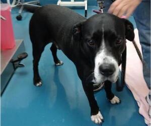 Boxador Dogs for adoption in Gainesville, FL, USA