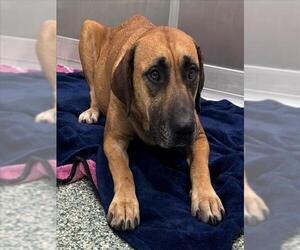 Black Mouth Cur Dogs for adoption in Salisbury, NC, USA