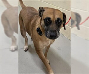 Black Mouth Cur-Unknown Mix Dogs for adoption in Sanford, FL, USA