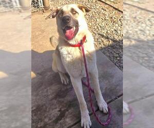 Anatolian Shepherd-German Shepherd Dog Mix Dogs for adoption in Sacramento, CA, USA