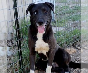 - Mix Dogs for adoption in Eureka Springs, AR, USA