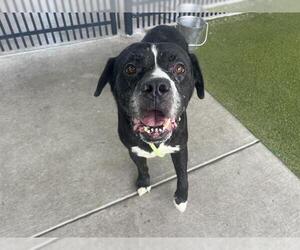 Bullmastiff-Unknown Mix Dogs for adoption in Waco, TX, USA