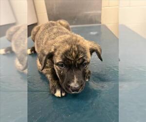 Black Mouth Cur-Unknown Mix Dogs for adoption in Mobile, AL, USA