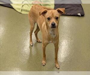 Chihuahua-Unknown Mix Dogs for adoption in Moreno Valley, CA, USA