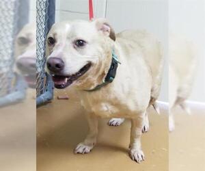Cardigan Welsh Corgi Dogs for adoption in Gainesville, FL, USA