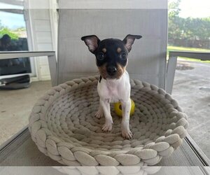 Rat Terrier-Unknown Mix Dogs for adoption in Dallas, TX, USA