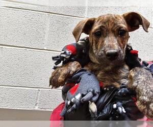 Mutt Dogs for adoption in Pueblo, CO, USA