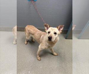 Mutt Dogs for adoption in Las Vegas, NV, USA