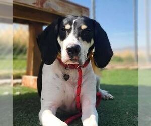 Bluetick Coonhound Dogs for adoption in Ogden, UT, USA