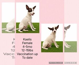 Chihuahua-Unknown Mix Dogs for adoption in Virginia Beach, VA, USA