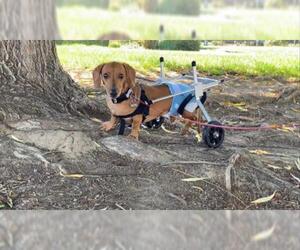 Dachshund Dogs for adoption in San Martin, CA, USA