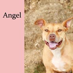 American Pit Bull Terrier-Unknown Mix Dogs for adoption in Keller, TX, USA