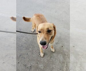 Golden Retriever Dogs for adoption in Bakersfield, CA, USA