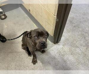 Bulloxer Dogs for adoption in Louisville, KY, USA