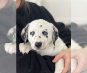 Great Pyrenees-Unknown Mix Dogs for adoption in Dana Point, CA, USA