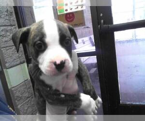 American Pit Bull Terrier-Unknown Mix Dogs for adoption in Tulsa, OK, USA