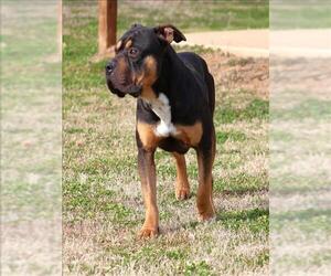 Mutt Dogs for adoption in Grovetown, GA, USA