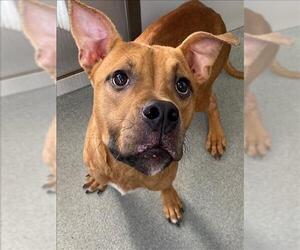 American Pit Bull Terrier-Unknown Mix Dogs for adoption in Fayetteville, NC, USA