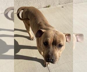American Pit Bull Terrier Dogs for adoption in HESPERIA, CA, USA