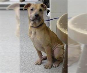Labrador Retriever-Unknown Mix Dogs for adoption in Pasadena, TX, USA