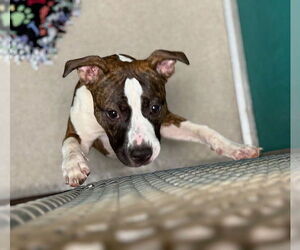 Boxer-Unknown Mix Dogs for adoption in Newton, NC, USA