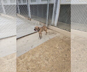 Mutt Dogs for adoption in Maquoketa, IA, USA