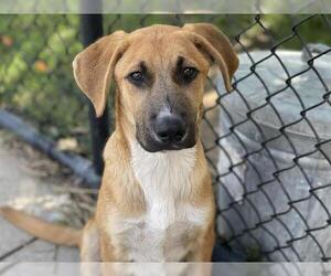 Plott Hound-Unknown Mix Dogs for adoption in Tulsa, OK, USA