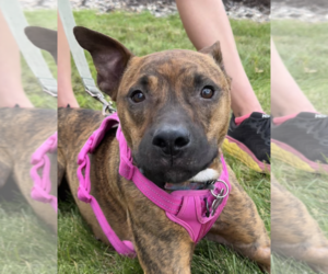 Mountain Cur-Unknown Mix Dogs for adoption in Crystal , MN, USA