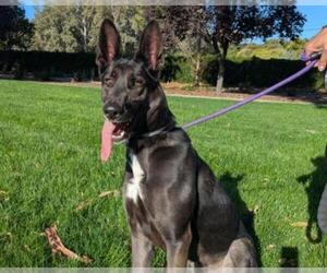 German Shepherd Dog-Unknown Mix Dogs for adoption in Martinez, CA, USA