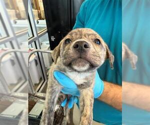 American Staffordshire Terrier-Unknown Mix Dogs for adoption in San Antonio, TX, USA