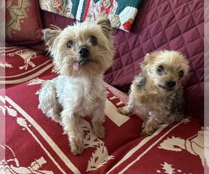 Mutt Dogs for adoption in Allentown,, PA, USA