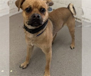 Pug-Unknown Mix Dogs for adoption in San Bernardino, CA, USA