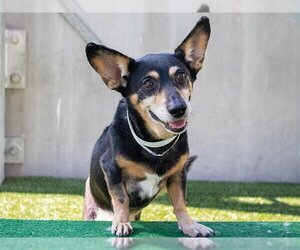 Dorgi Dogs for adoption in Pasadena, CA, USA