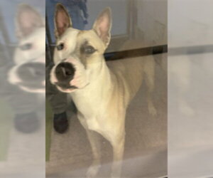Bull Terrier-Siberian Husky Mix Dogs for adoption in Plano, TX, USA