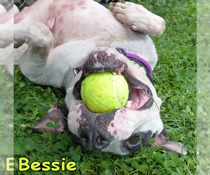 American Bulldog Dogs for adoption in Mason, MI, USA